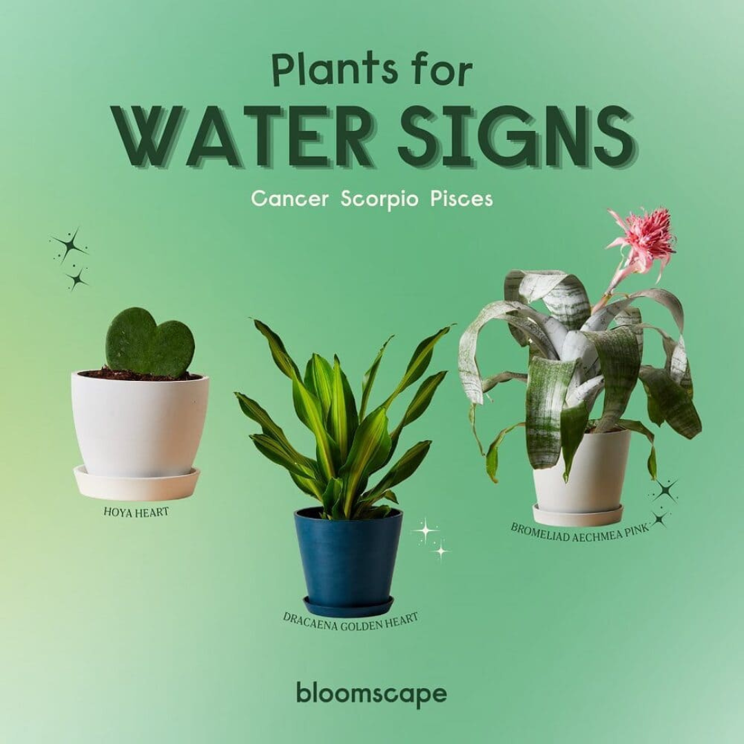 Bloomscape Products 21 (11)