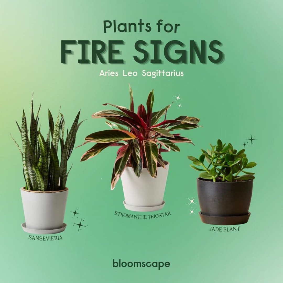 Bloomscape Products 21 (12)