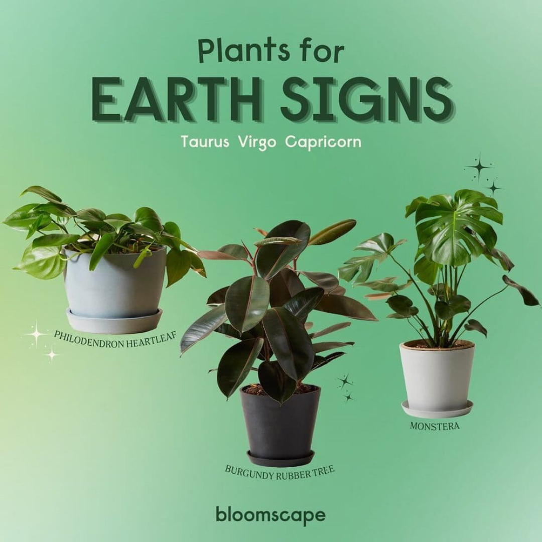 Bloomscape Products 21 (14)